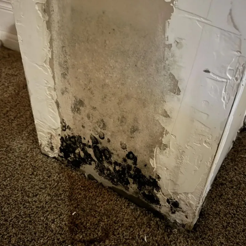 Professional Mold Removal in Lake Odessa, MI